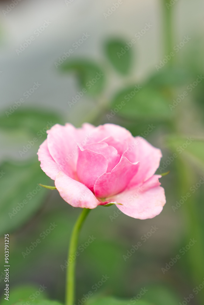 Fragrant baby pink roses in rose garden. red roses bloom part eleven Fragrant baby pink roses in rose garden. red roses bloom part eleven