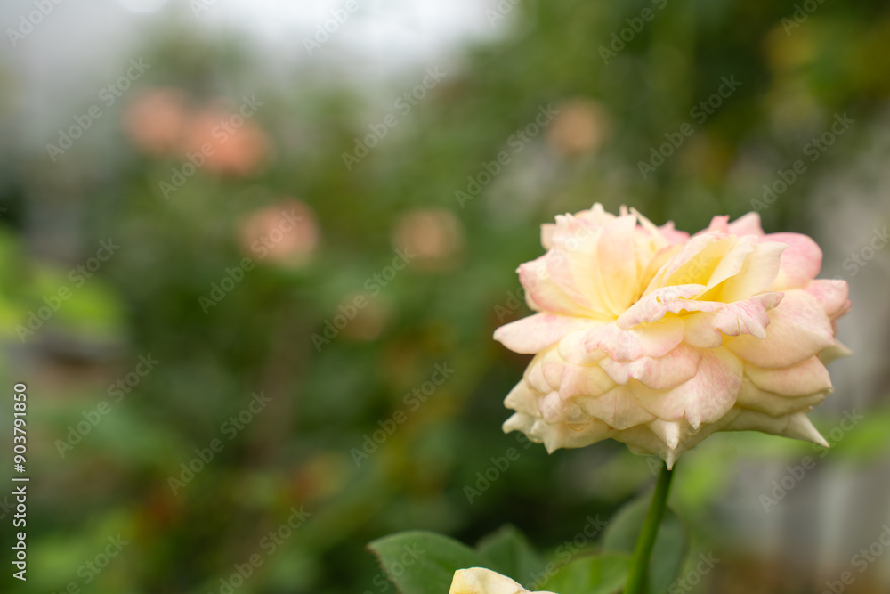 Fragrant baby pink roses in rose garden. red roses bloom part eleven Fragrant baby pink roses in rose garden. red roses bloom part eleven