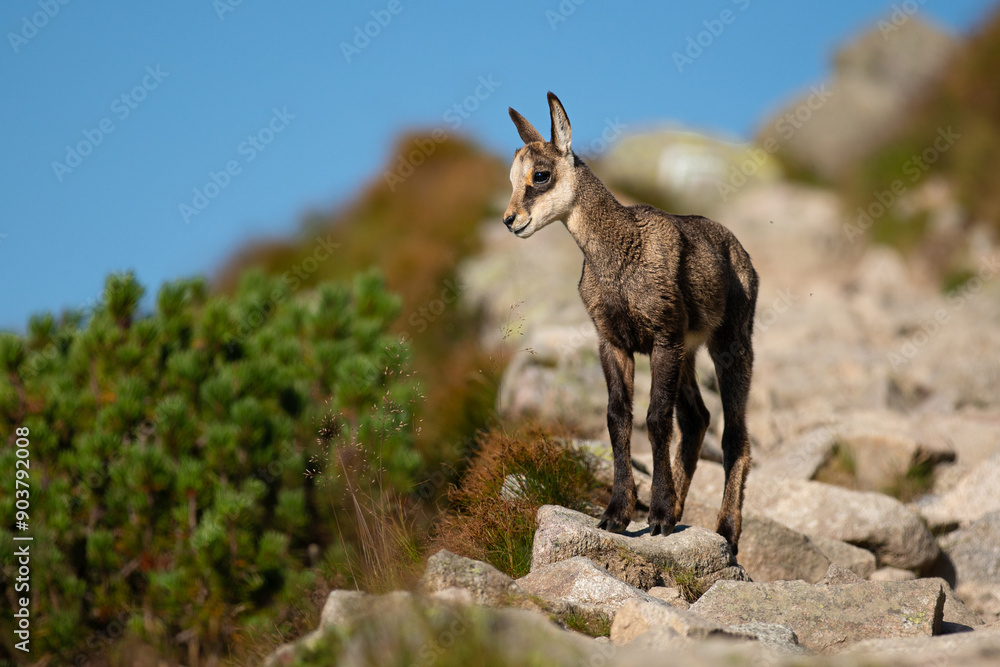 Portrait of little wild goat on mountain hill outdoors in summer
