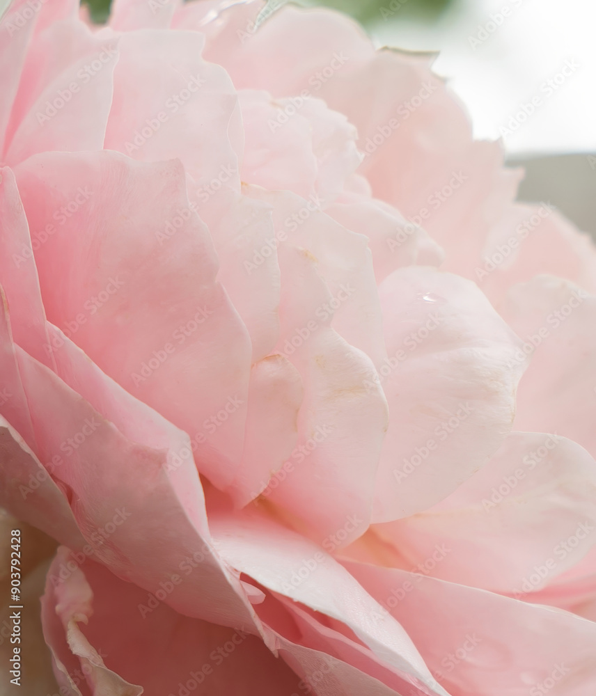 Close up pink roses for background in rose garden. pale rose. fragment. very shallow depth of field Close up pink roses for background in rose garden. pale rose. fragment. very shallow depth of field