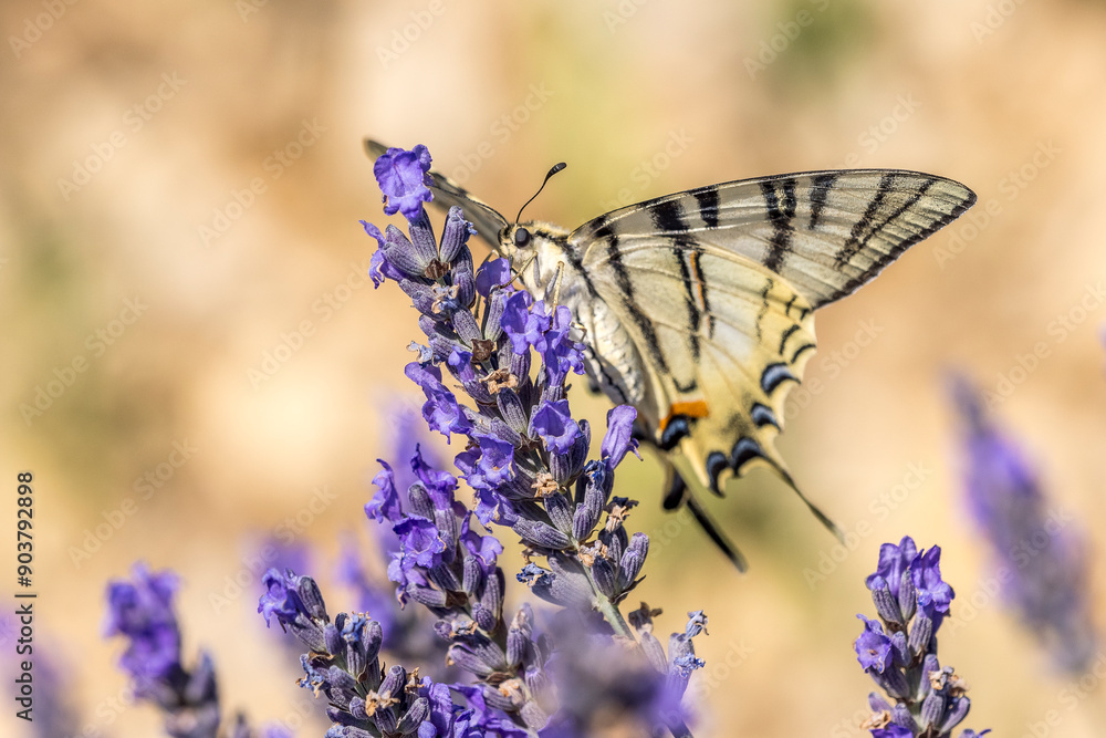Flambé (Iphiclides podalirius) foraging on a sprig of lavender in Provence Flambé (Iphiclides podalirius) foraging on a sprig of lavender in Provence