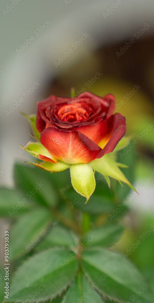 Fragrant baby pink roses in rose garden. red roses bloom part eleven Fragrant baby pink roses in rose garden. red roses bloom part eleven