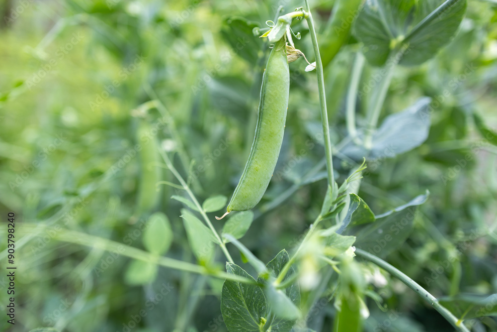 The green peas in the vegetable garden The green peas in the vegetable garden