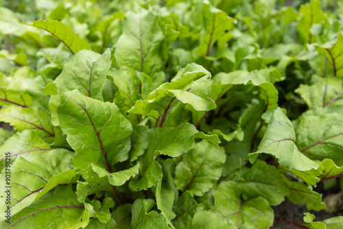 Young fresh beet leaves. Beetroot plants in a row from a close distance