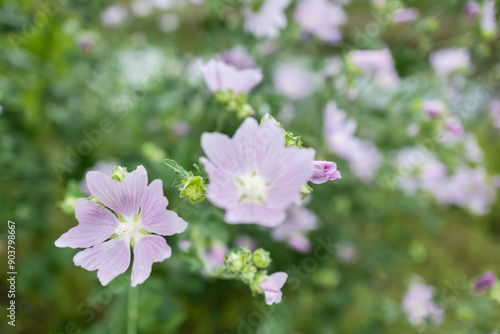 Blooming Malva Thuringiaca plant grows in the meadow