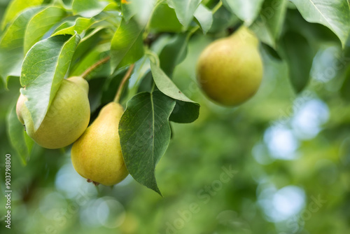 Ripe big pears on a tree in the garden in sunny weather