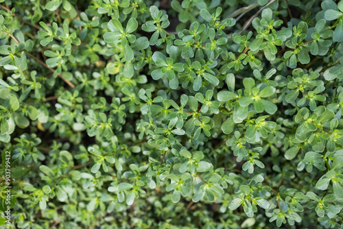 Wallpaper Mural In nature, in the soil, like a weed grows purslane Portulaca oleracea Torontodigital.ca
