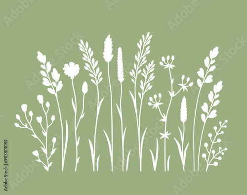 Botanical collection wildflowers, flowers, planta, herbs and spikes