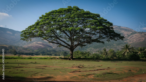 Neem tree photo