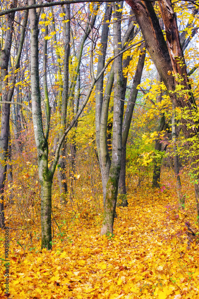 Obraz premium colorful maple trees in autumn. urban park on a sunny day. beautiful nature background