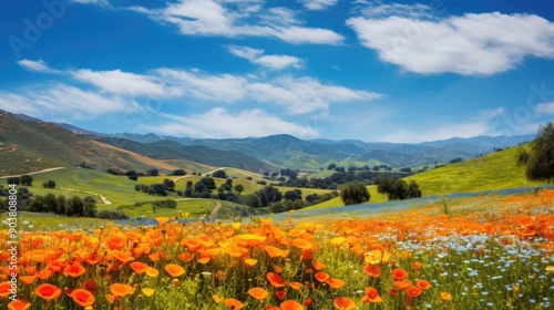 Rolling hills covered in vibrant wildflowers under a clear blue sky