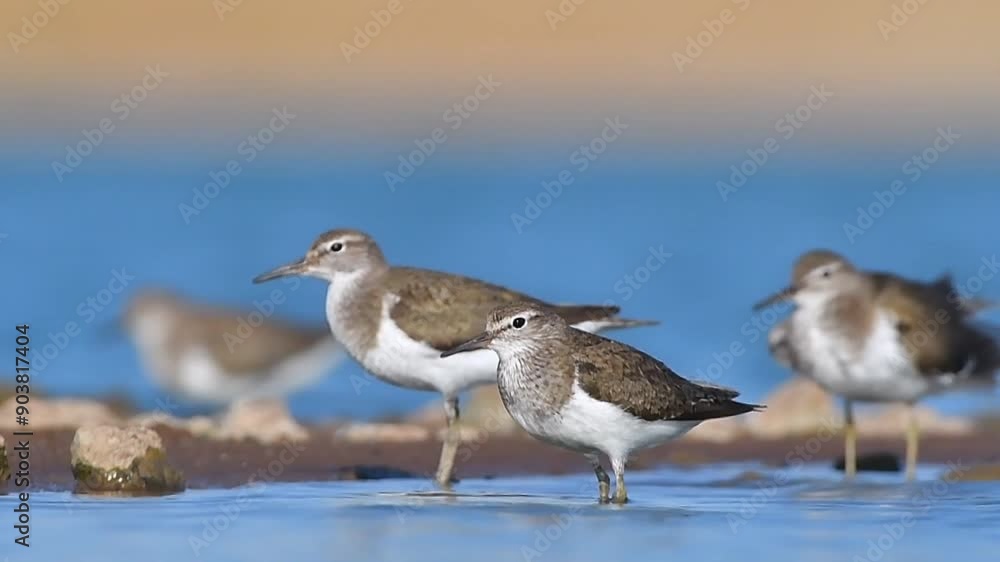 A group of A group of Common Sandpipers (Actitis hypoleucos) feeding in the Kabakli pond in Diyarbakır.(Actitis hypoleucos) feeding in the Kabakli pond in Diyarbakır. A group of A group of Common Sandpipers (Actitis hypoleucos) feeding in the Kabakli pond in Diyarbakır.(Actitis hypoleucos) feeding in the Kabakli pond in Diyarbakır.