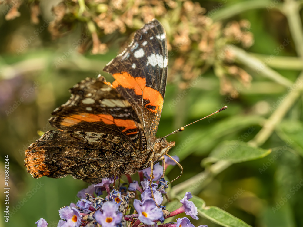 Red Admiral butterfly resting on Buddleia flower Red Admiral butterfly resting on Buddleia flower