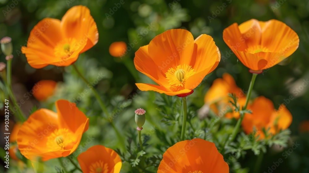 A bundle of bright orange flowers growing naturally in a lush green field A bundle of bright orange flowers growing naturally in a lush green field