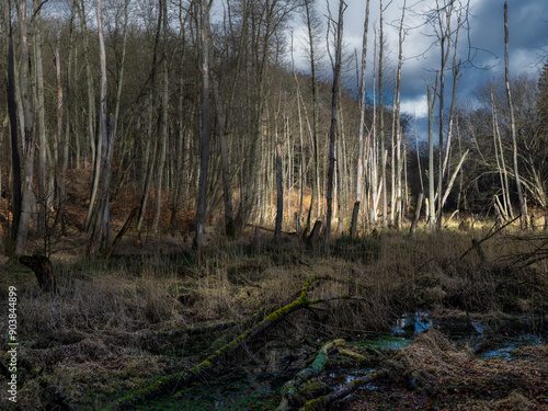 Fototapeta Naklejka Na Ścianę i Meble -  Pomorski krajobraz