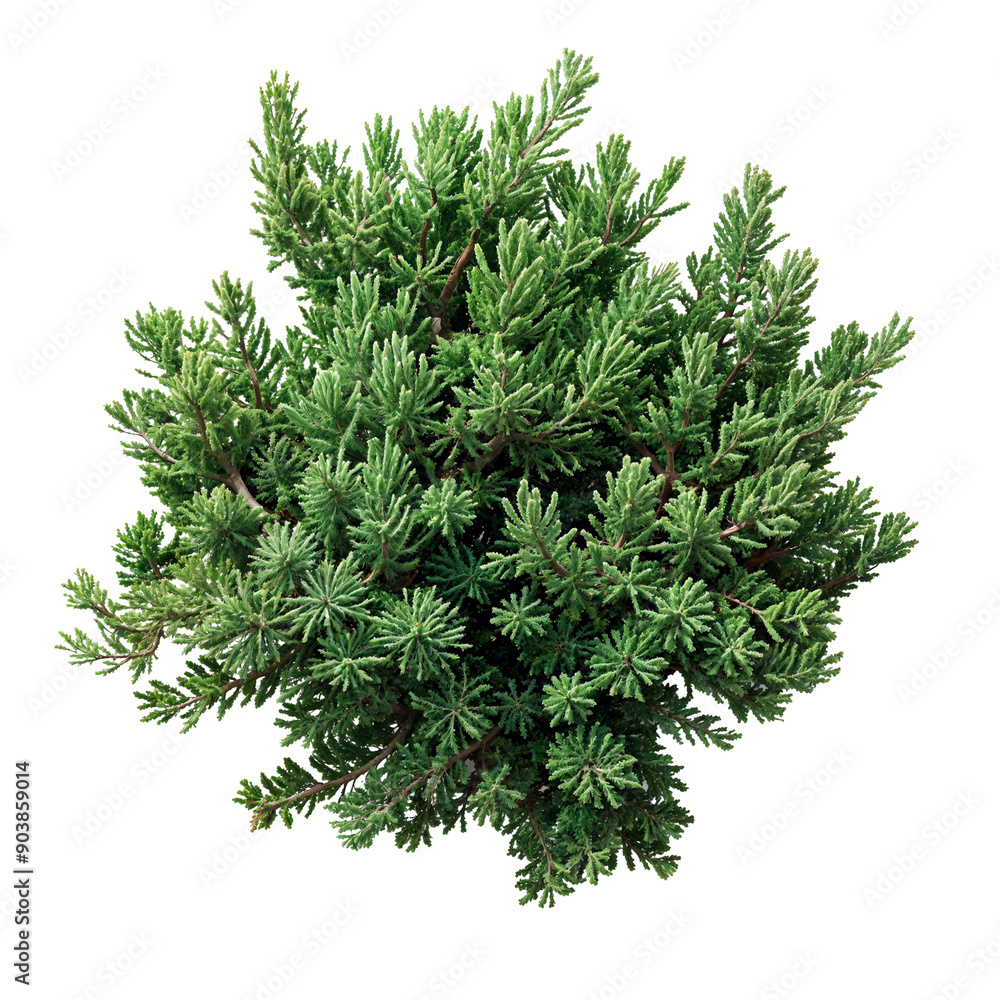 Fototapeta premium Potted Anemone Flowers Collection on White Background