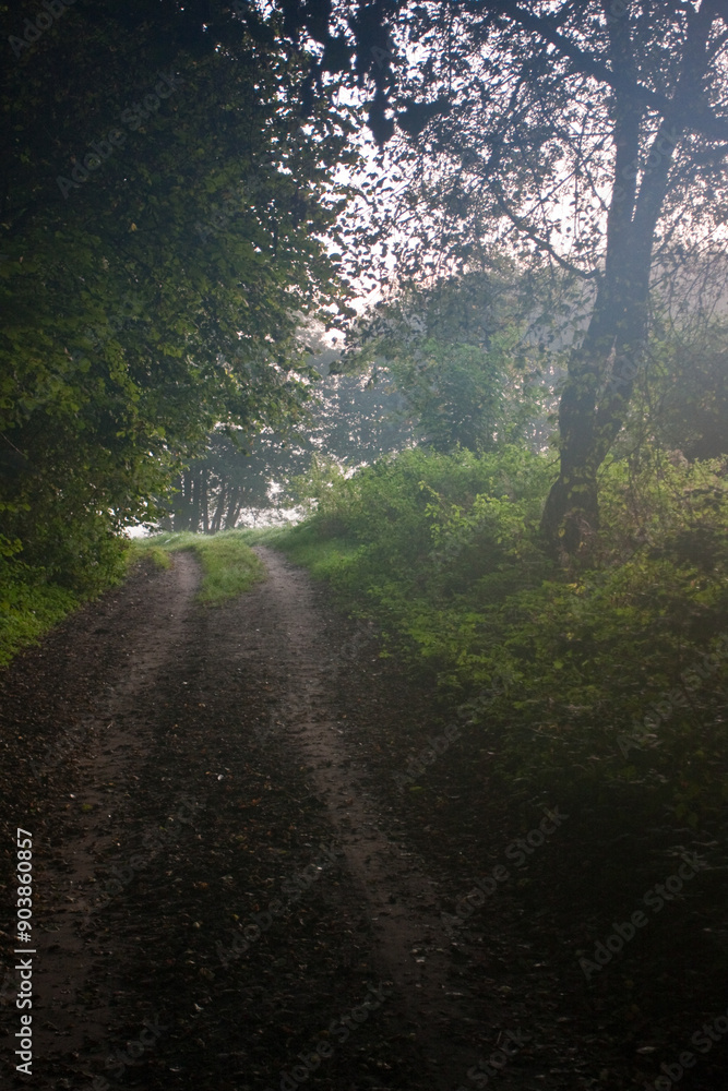 Obraz premium Zamglona polna droga