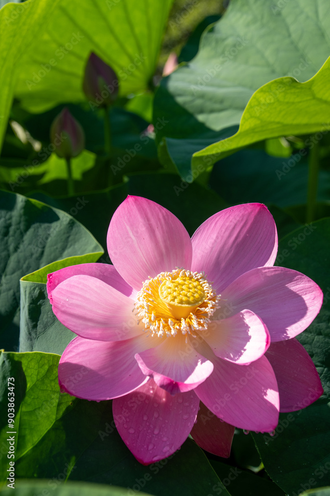 2000年の時を超えて開花する大賀ハス