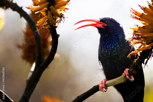 a green wood hoopoe feeding on the nectar of an aloe flower photo