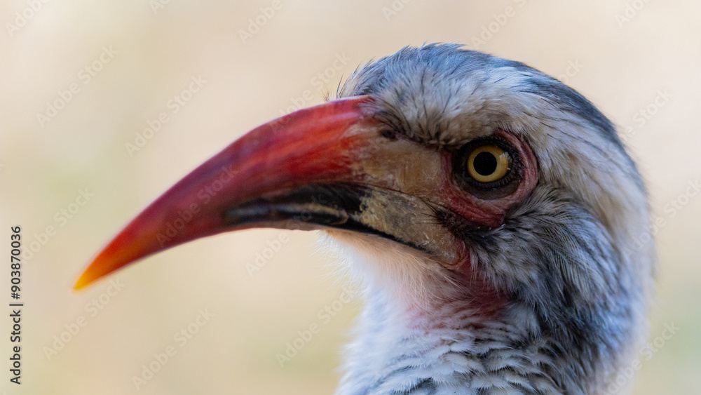 a portrait of a red billed hornbill a portrait of a red billed hornbill