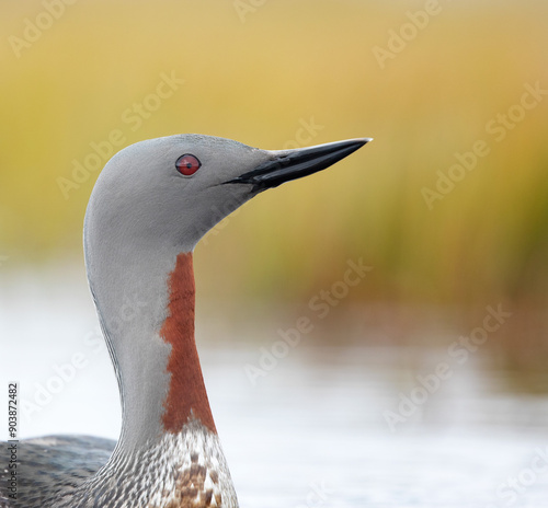 Red-throated Diver (Gavia stellata) from Iceland