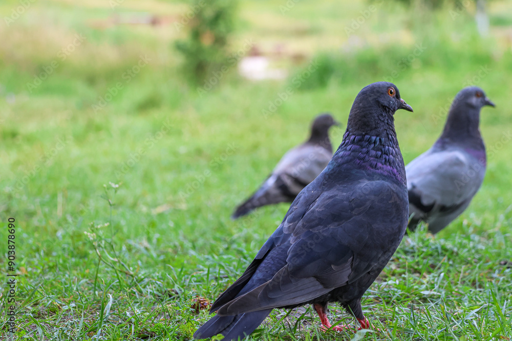 The large bird genus Columba comprises a group of medium to large stout-bodied pigeons, often referred to as the typical pigeons. The large bird genus Columba comprises a group of medium to large stout-bodied pigeons, often referred to as the typical pigeons.