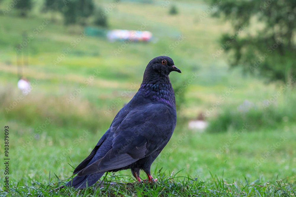 The large bird genus Columba comprises a group of medium to large stout-bodied pigeons, often referred to as the typical pigeons. The large bird genus Columba comprises a group of medium to large stout-bodied pigeons, often referred to as the typical pigeons.