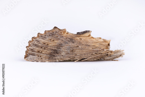 Pale Prominent (Pterostoma palpina), from UK