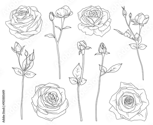 Line drawing rose flowers branch with leaves and buds, hand drawn vector line art illustration 