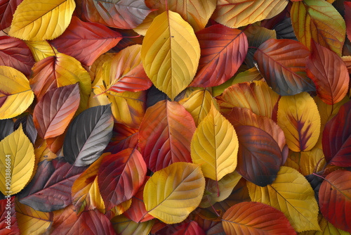 A Close-Up View of Multicolored Autumn Leaves