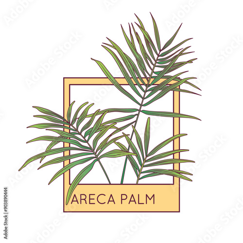 Fotografie Composition with areca palm plant in the frame