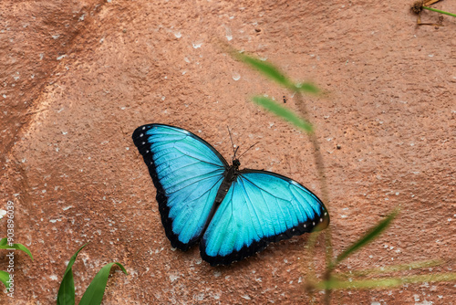 Photography Morpho peleides (Andean blue morpho) butterfly at the Mindo Butterfly Sanctuary,