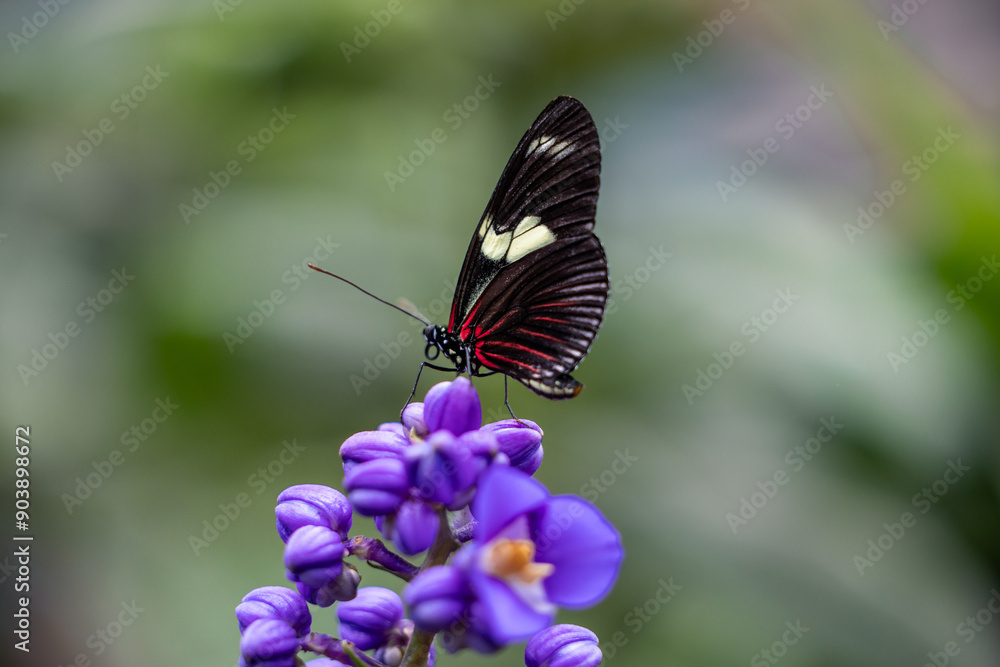 Closeup of Heliconius doris butterfly perched on a purple flower at the Mindo Butterfly Sanctuary Closeup of Heliconius doris butterfly perched on a purple flower at the Mindo Butterfly Sanctuary