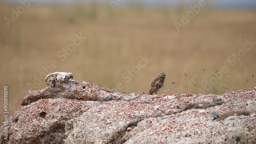 Burrowing Owl sitting on rocks as it looks around at Antelope Island. photo