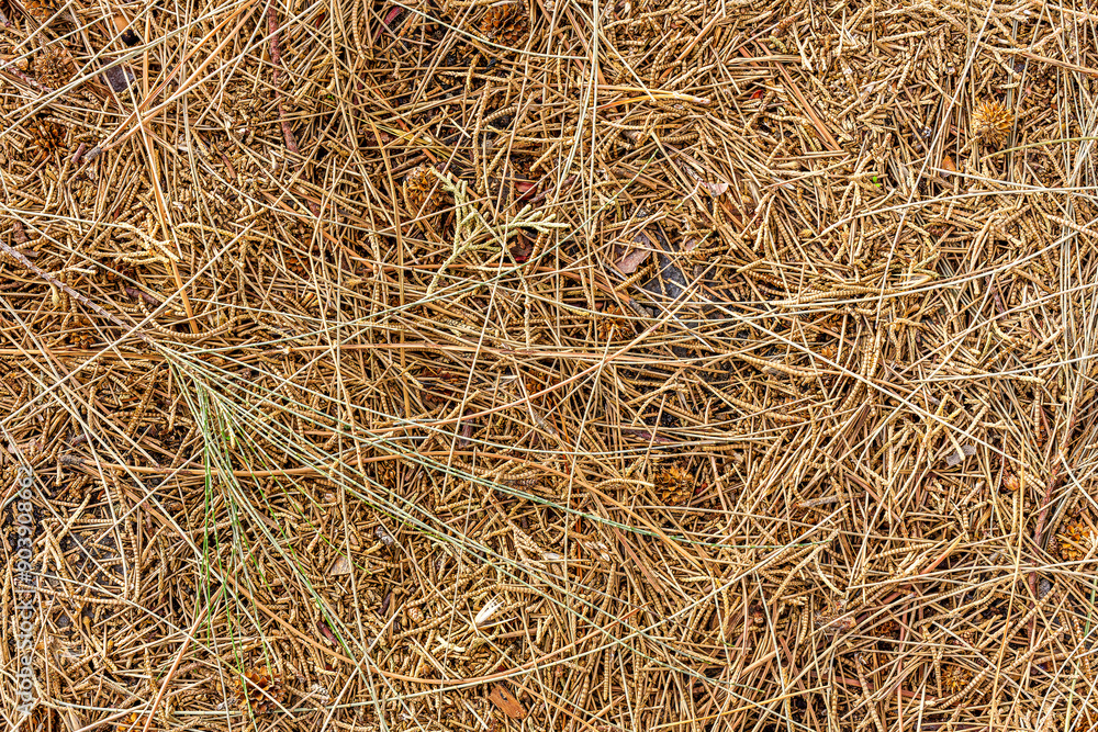 fall brown lying pine needles season background, autumn nature texture of a ground, fallen pine-needles backdrop fall brown lying pine needles season background, autumn nature texture of a ground, fallen pine-needles backdrop