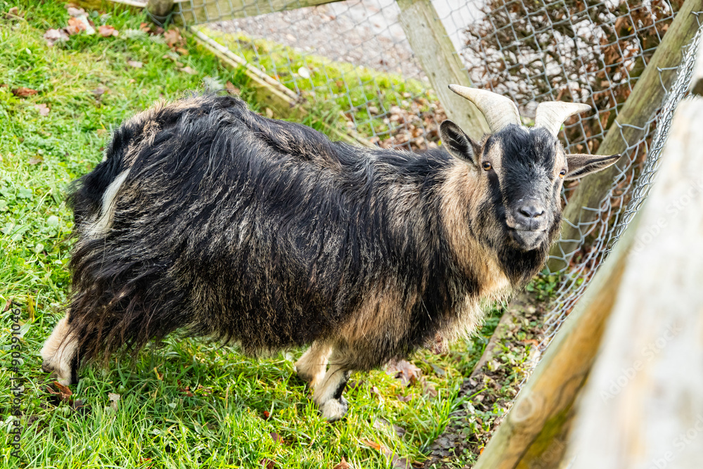 Fototapeta premium Emmental Valley, Switzerland - 02.01.2022 - Mini Goat