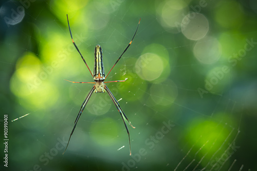 Nephila pilipes is on a spider web, waiting for prey