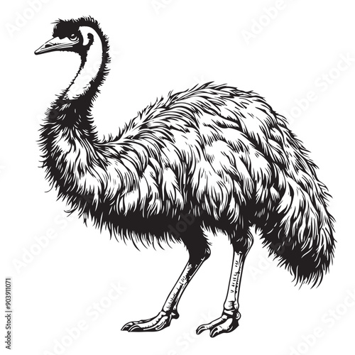 emu bird full body outline vector illustrator white back ground..