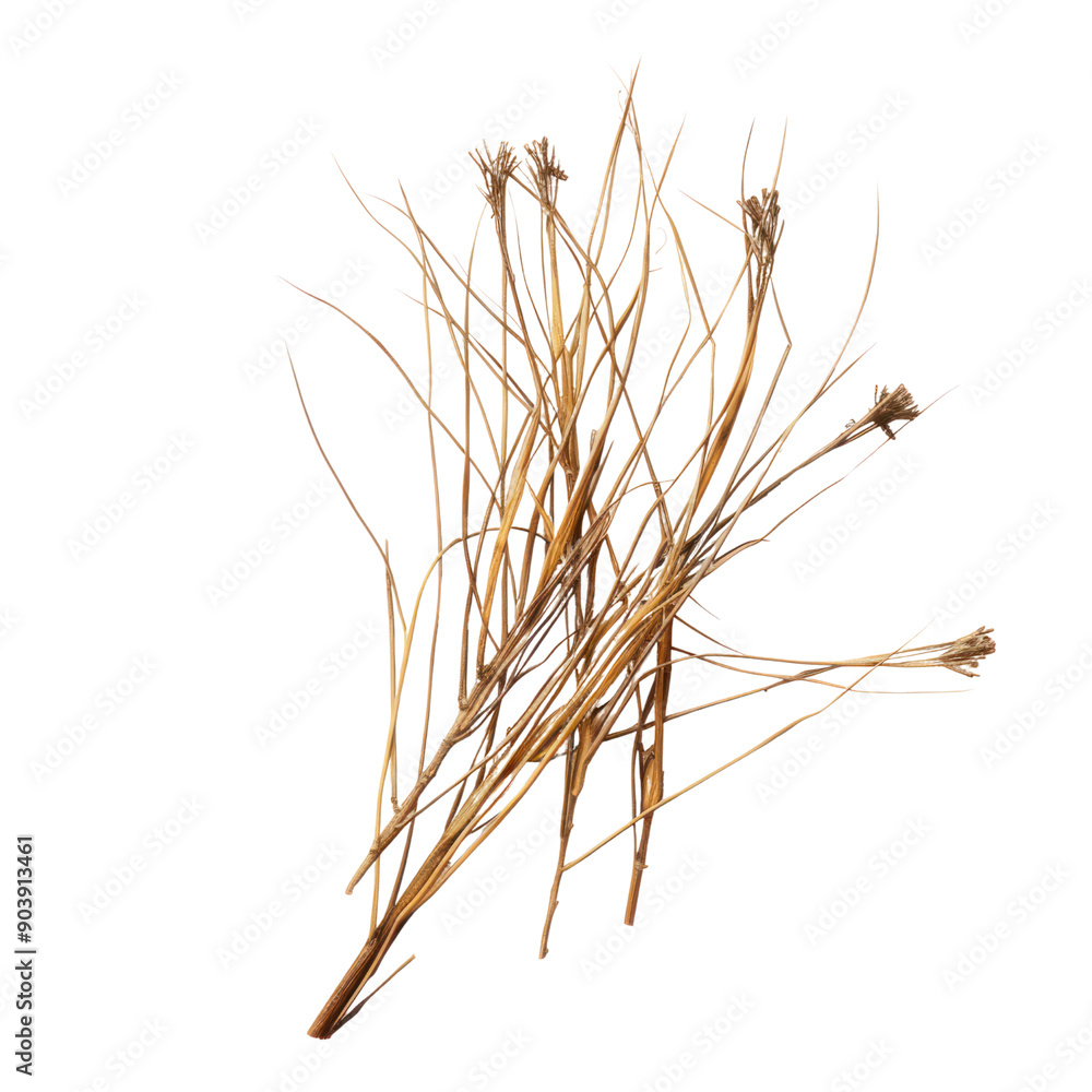 Fototapeta premium a grass dry cut out background