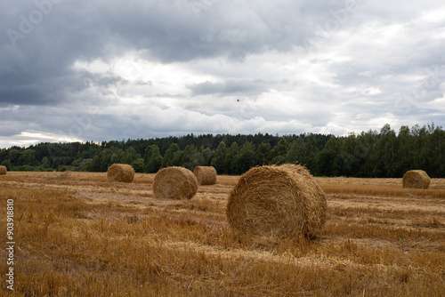 hay in the field