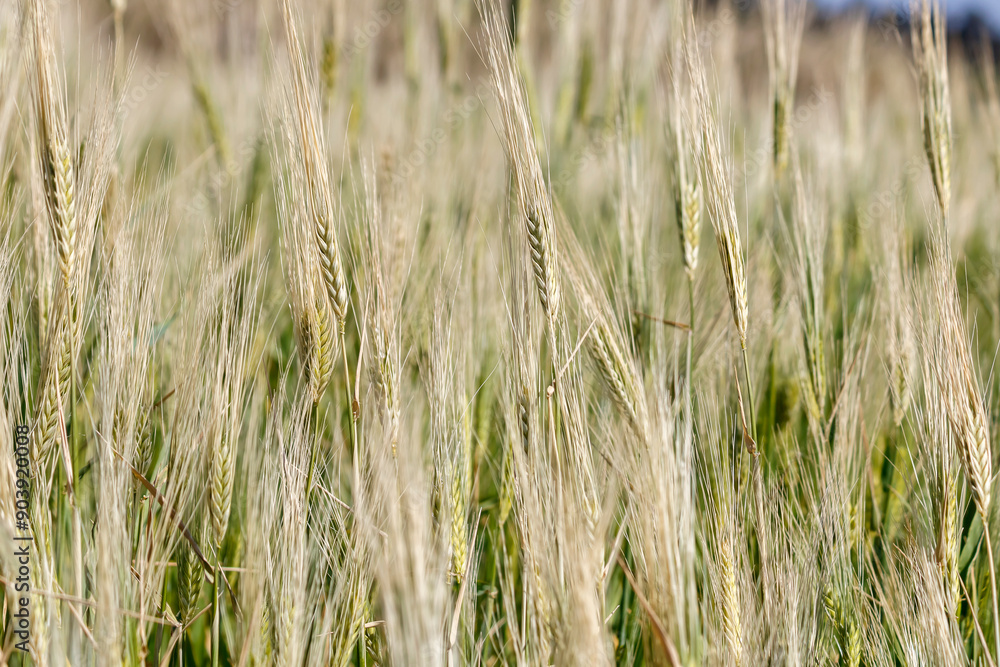 Background of ears of wheat growing in the field Background of ears of wheat growing in the field