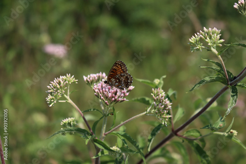 Orange and white butterfly on pink flowers of Hemp-agrimony. Eupatorium cannabinum plant in bloom with Melitaea diamina  photo