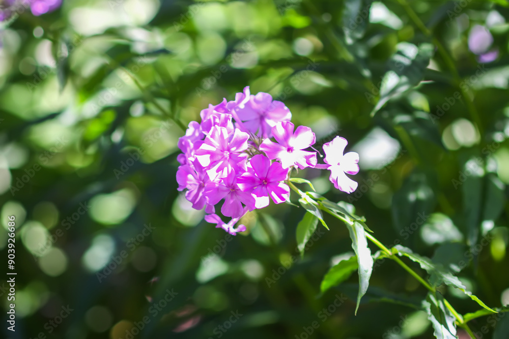 Blooming phlox paniculata garden flowers. Blooming phlox paniculata garden flowers.