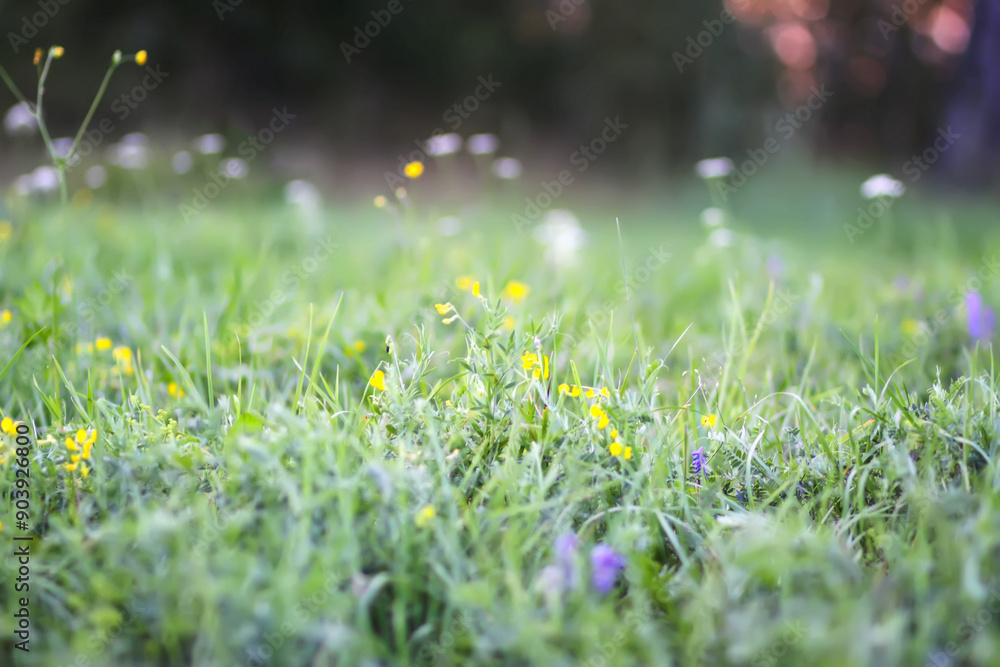 Fototapeta premium Summer field with grass and flowers. Nature in countryside.