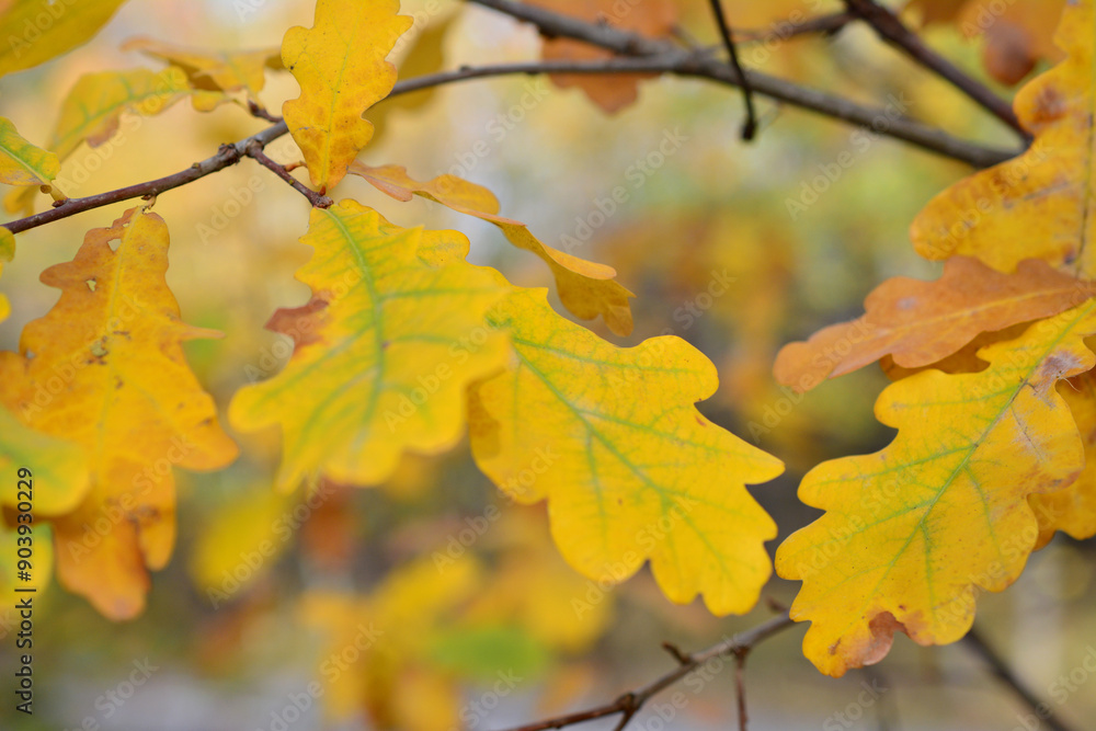 an oak tree with green and yellow leaves close up an oak tree with green and yellow leaves close up