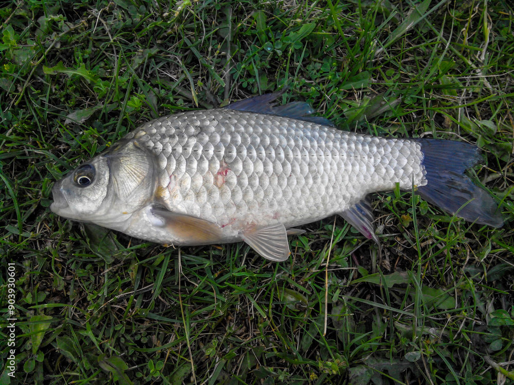 A caught silver fish with fins lies on the grass. Scales, eyes and gills are visible. Close view. Carassius auratus langsdorfii. Crucian carp. Prussian carp. Common carp. A caught silver fish with fins lies on the grass. Scales, eyes and gills are visible. Close view. Carassius auratus langsdorfii. Crucian carp. Prussian carp. Common carp.