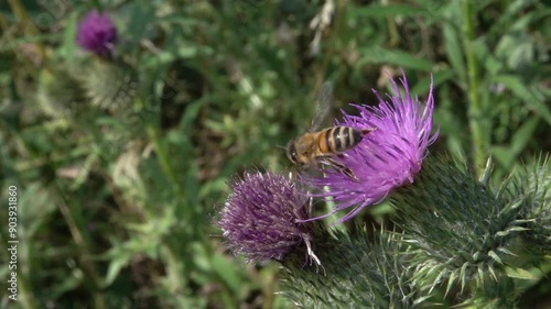 Honey Bee (Apis melifera) feeding from a thistle flower and flying away July, Kent, UK [Slow motion x5] photo