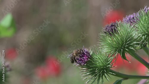 Honey Bee (Apis melifera) feeding from a Burdock (Arctium minus) flower in a garden. July, Kent, UK [Slow motion x5] photo