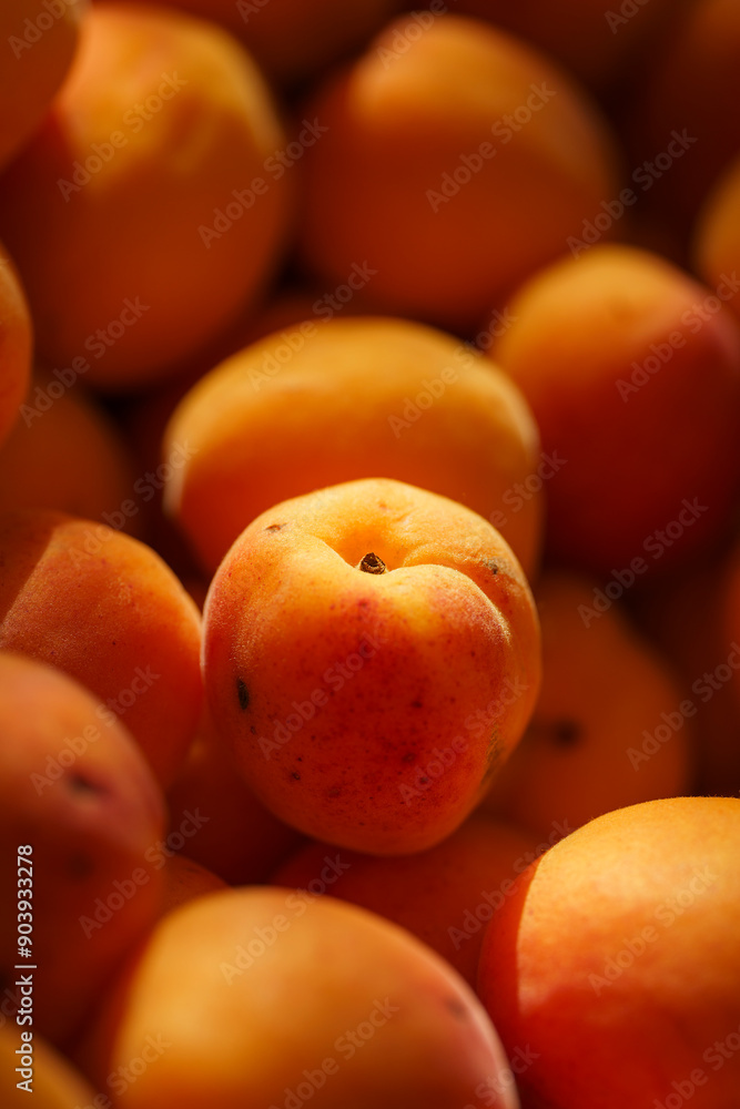 bunch of apricots in the sunlight, orange mood, close-up, harvesting, summer mood bunch of apricots in the sunlight, orange mood, close-up, harvesting, summer mood