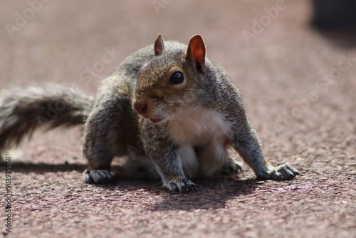 squirrel in the park